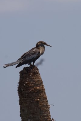 Anhinga-Viera Wetlands.jpg