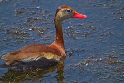 Black Bellied Whistling Duck 2-Viera Wetlands.jpg