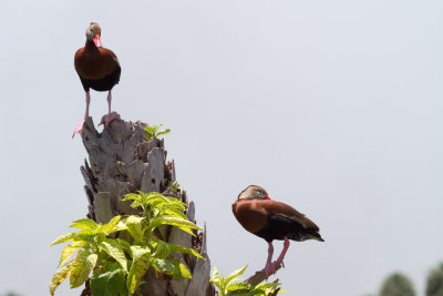 Black Bellied Whistling Duck Pair-Viera Wetlands.jpg