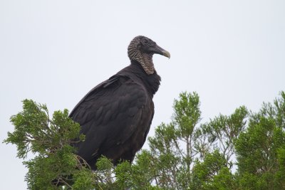 Black Vulture-Merrit Island.jpg