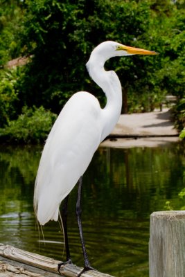 Great Egret 3-Gatorland Orlando.jpg