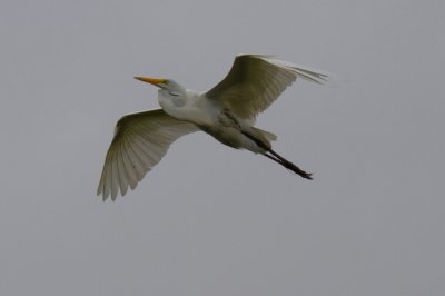 Great Egret in Flight 2-St Augustine Aligator Farm.jpg