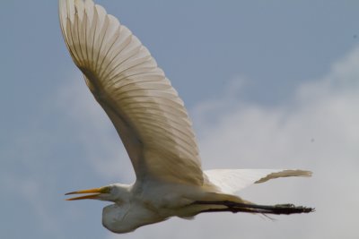 Great Egret in Flight 3-Gatorland Orlando.jpg