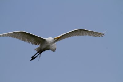 Great Egret in Flight 4-St Augustine Aligator Farm.jpg