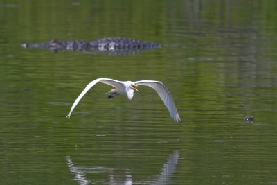 Great Egret in Flight-Gatorland Orlando.jpg