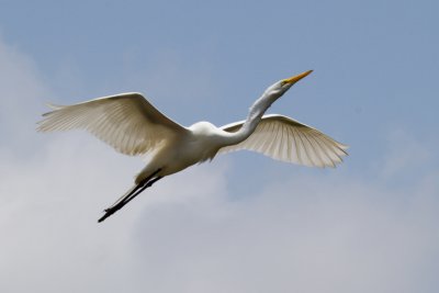 Great Egret in Flight-St Augustine Aligator Farm.jpg