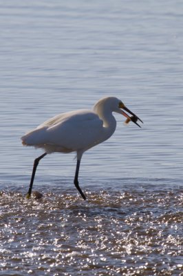 Great Egret with Fish-Merritt Island.jpg