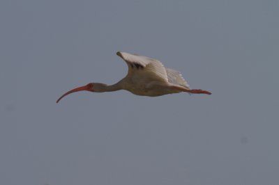 Ibis in Flight-Merritt Island.jpg
