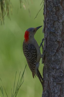 Red Bellied Woodpecker-Viera Wetlands.jpg