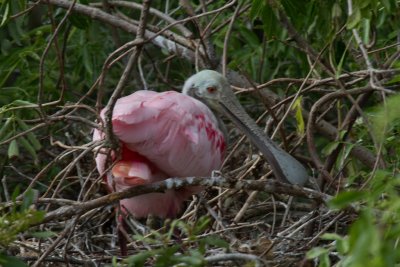 Roseate Spoonbill 2-St Augustine Aligator Farm.jpg