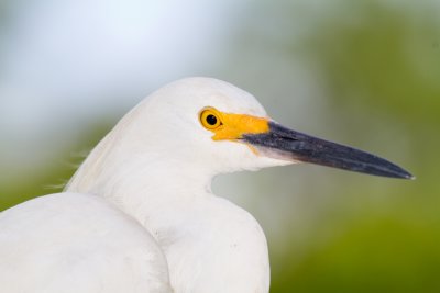 Snowy Egret 2-Gatorland Orlando.jpg