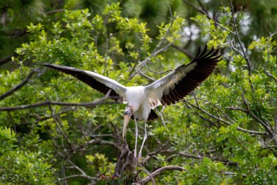 Wood Stork 2-Gatorland Orlando.jpg