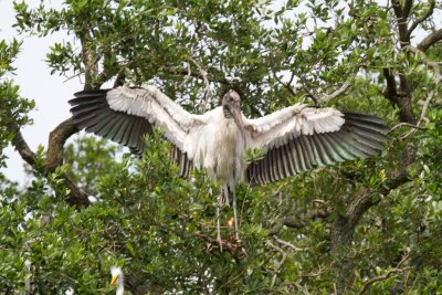 Wood Stork 2-St Augustine Aligator Farm.jpg