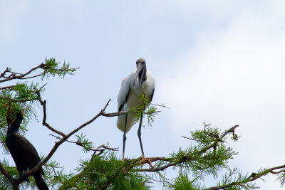 Wood Stork 4-Gatorland Orlando.jpg