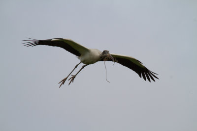Wood Stork in Flight 2-St Augustine Aligator Farm.jpg