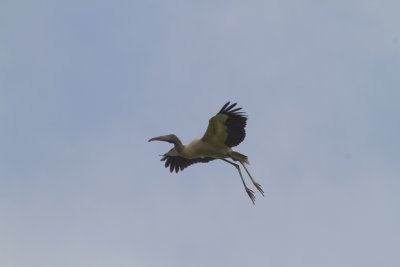 Wood Stork in Flight 3-St Augustine Aligator Farm.jpg