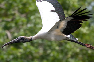 Wood Stork in Flight-Gatorland Orlando.jpg