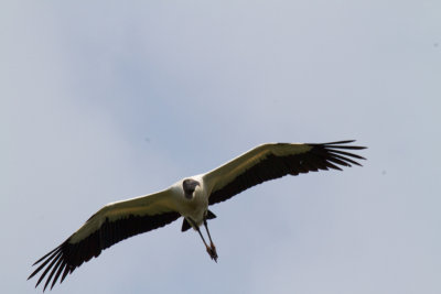 Wood Stork in Flight-St Augustine Aligator Farm.jpg
