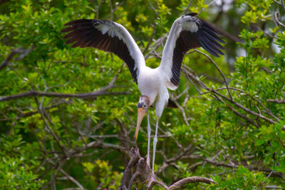 Wood Stork-Gatorland Orlando.jpg