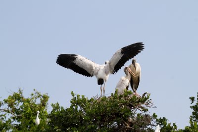 Wood Storks-St Augustine Aligator Farm.jpg