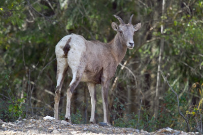 Big Horn Sheep (4).jpg