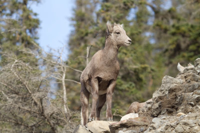 Big Horn Sheep 3 (7).jpg