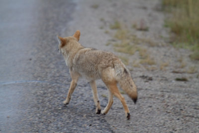 Coyote (10).jpg
