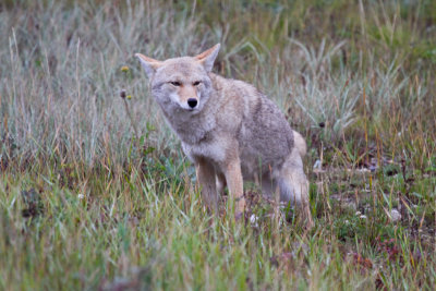 Coyote (6).jpg