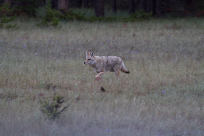 Coyote 6 (16).jpg