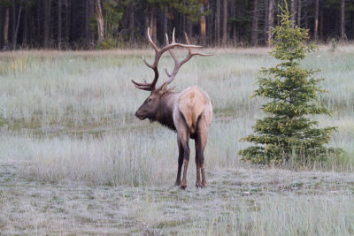 Elk (10).jpg