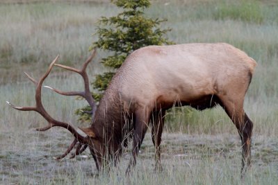 Elk (2).jpg