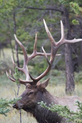 Elk 6 (22).jpg