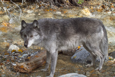 Grey Wolf (108).jpg