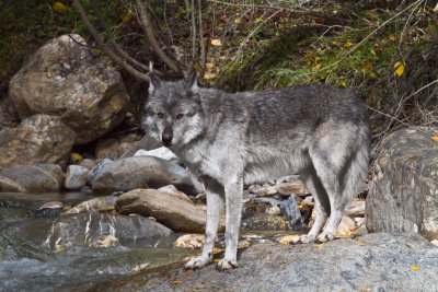 Grey Wolf (118).jpg