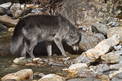 Grey Wolf (126).jpg