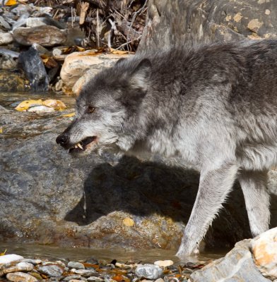 Grey Wolf (140).jpg