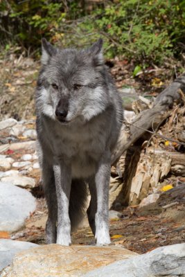 Grey Wolf (160).jpg