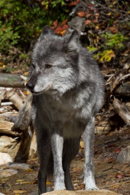 Grey Wolf (170).jpg