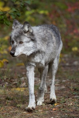 Grey Wolf (193).jpg