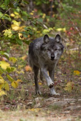 Grey Wolf (197).jpg