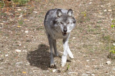 Grey Wolf (224).jpg