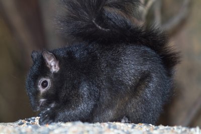 Black Squirrel (Gray Squirrel Subspecies