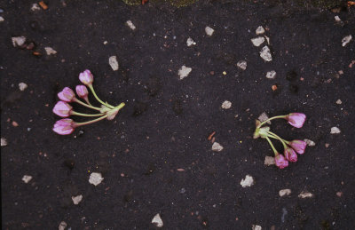 GardNat-05.jpg