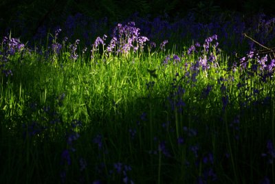 GardNat-10.jpg