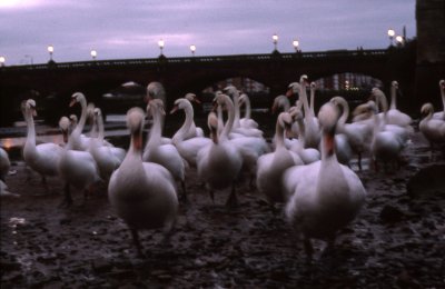 Other-4.jpg
