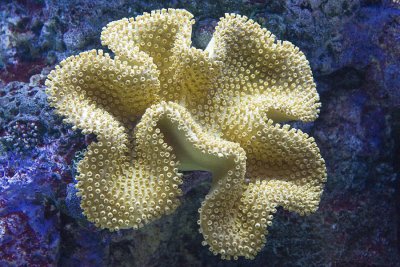 coral 396.jpg