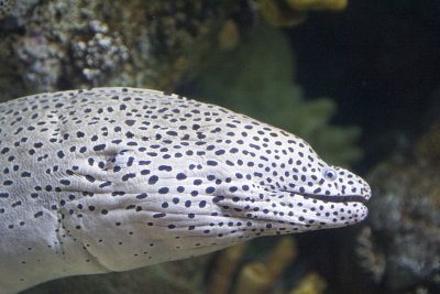 laced moray eel.jpg