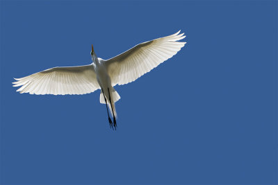 Great egret.jpg