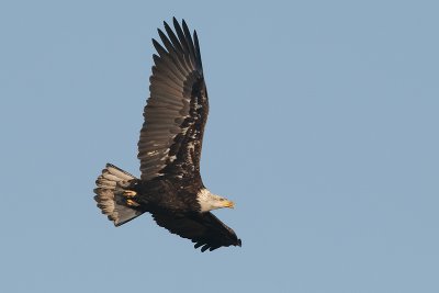 Juvenile Bald Eagle.jpg