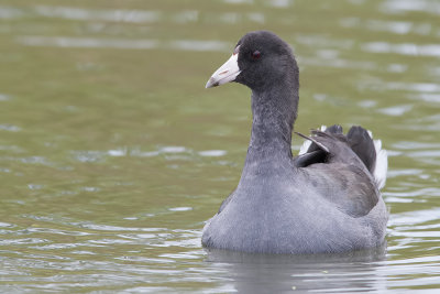 American coot.jpg